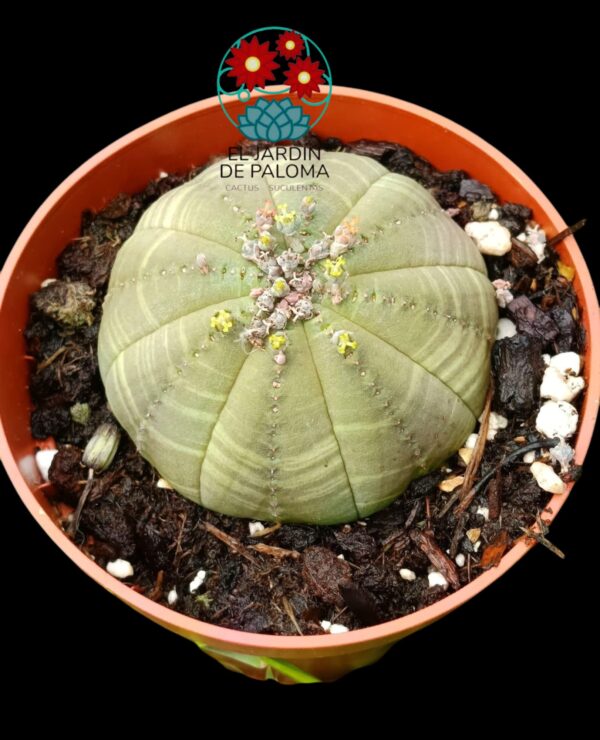 Euphorbia obesa hembra
