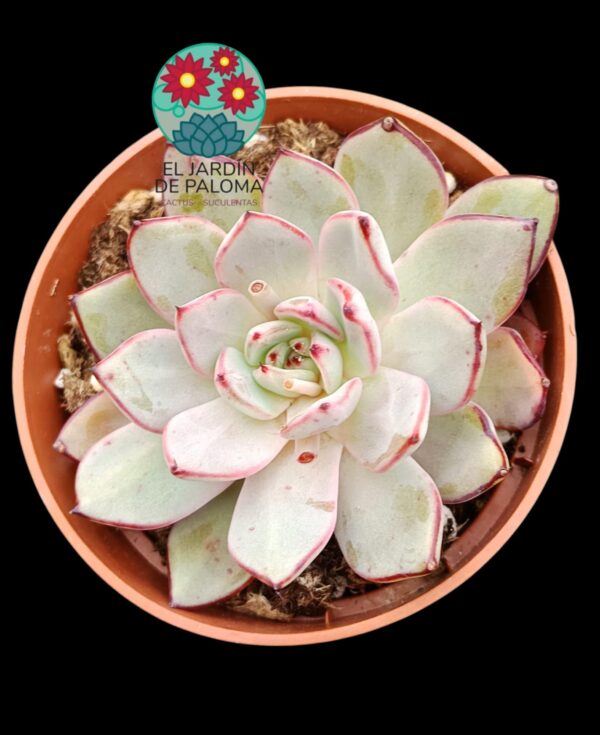 Echeveria Camanoi