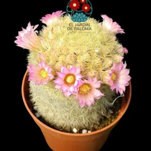 Mammillaria carmenae albispina