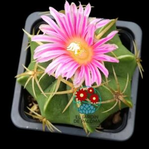 Ferocactus macrodiscus