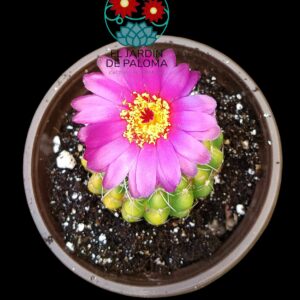 Notocactus uebelmanianus brevispinus