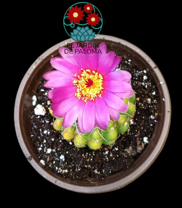 Notocactus uebelmanianus brevispinus