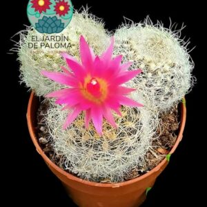 Neoporteria gereocephala (colonia)