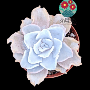Echeveria Crispate beauty