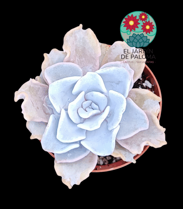 Echeveria Crispate beauty