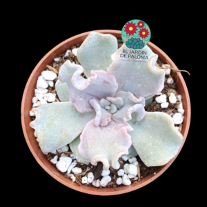 Echeveria Crispate beauty