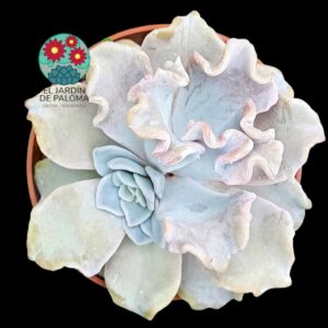 Echeveria Crispate beauty