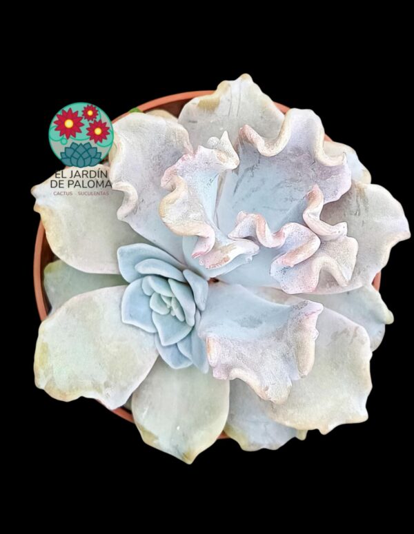 Echeveria Crispate beauty