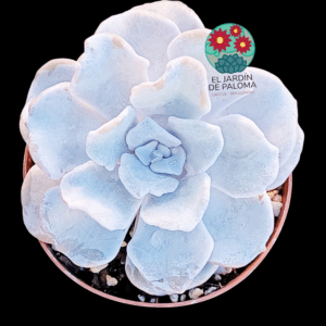 Echeveria Crispate beauty