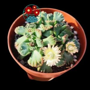 Titanopsis calcarea