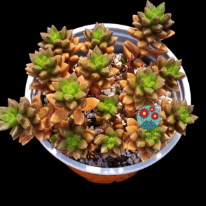 Sedum Jet Beads (maceta grande)