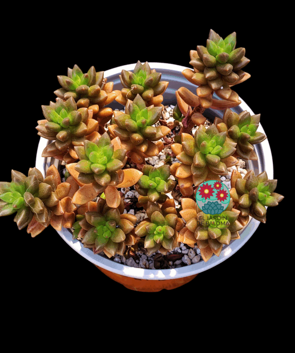 Sedum Jet Beads (maceta grande)