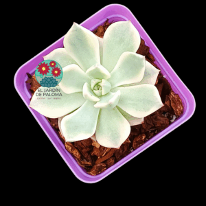 Graptoveria Pretty in pink variegata (importación)