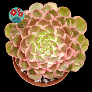 Aeonium Evening banquet variegata (importación)
