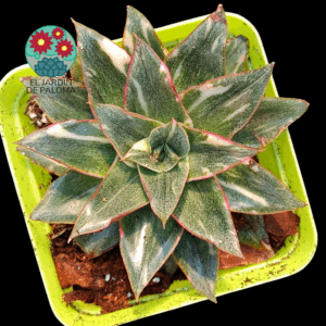 Echeveria Monocerosis variegata (importación)