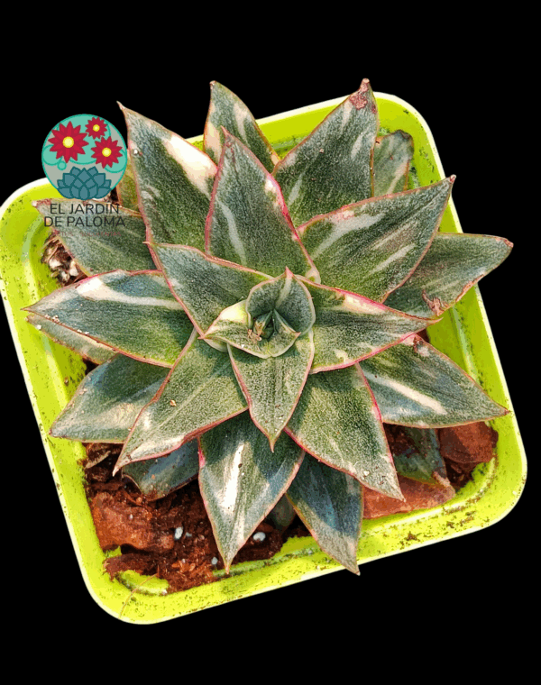 Echeveria Monocerosis variegata (importación)