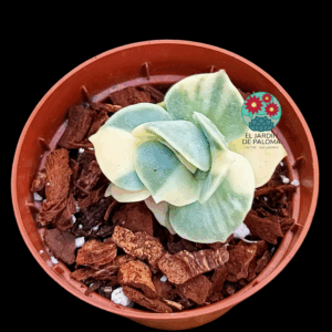 Graptoveria Lovely rose variegata (importación)