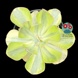 Echeveria Sunset peony variegata (maceta grande)