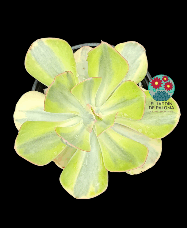 Echeveria Sunset peony variegata (maceta grande)