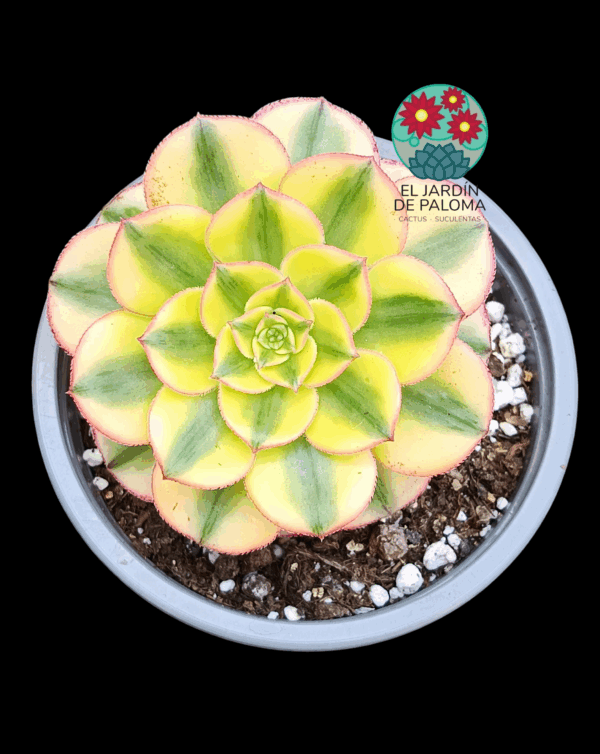 Aeonium Sun God variegata con hijuelo (importación)