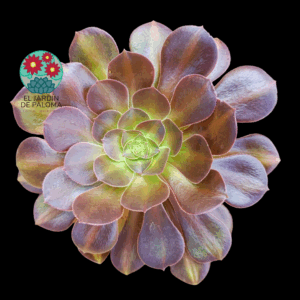 Aeonium Blushing beauty variegata ( importación y con hijuelos, es muy grande)