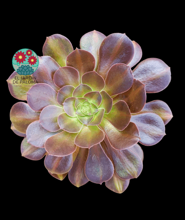 Aeonium Blushing beauty variegata ( importación y con hijuelos, es muy grande)