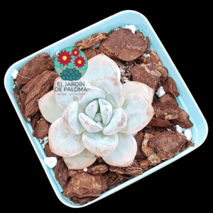 Echeveria Star snow (importación)
