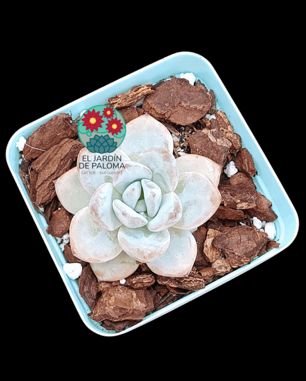 Echeveria Star snow (importación)