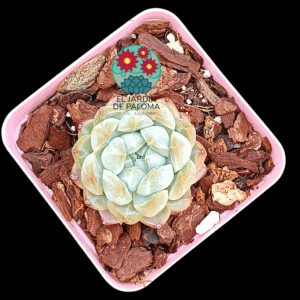 Echeveria Meteor (importación)