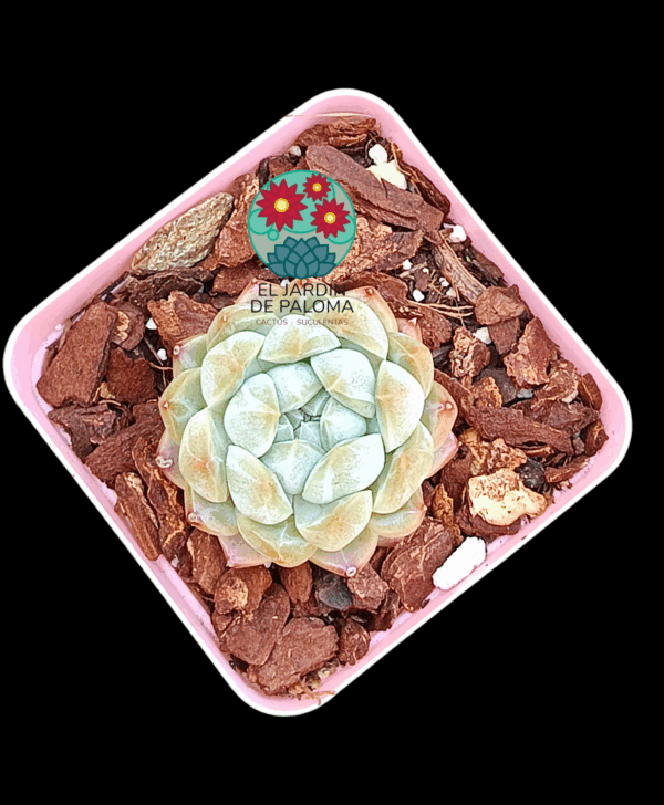 Echeveria Meteor (importación)