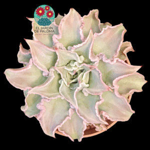 Echeveria Madiba (maceta grande)