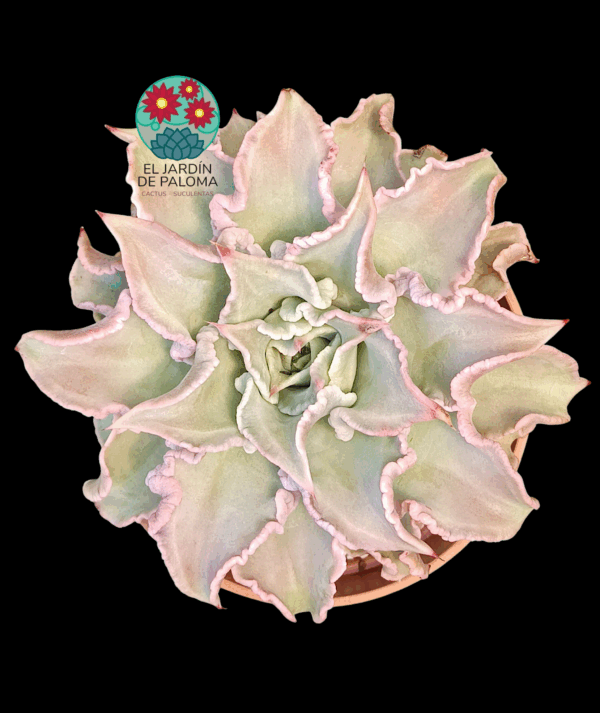 Echeveria Madiba (maceta grande)