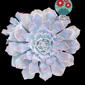 Echeveria Shaviana peregrina con hijuelo(es grande)
