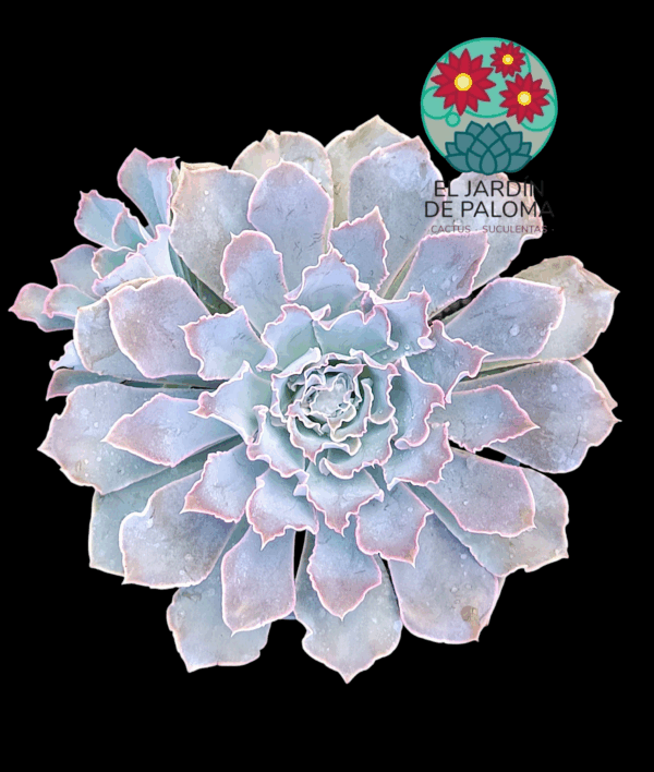 Echeveria Shaviana peregrina con hijuelo(es grande)