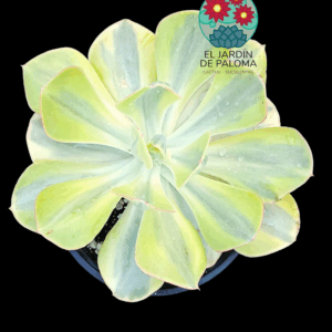 Echeveria Sunset peony variegata (es grande)