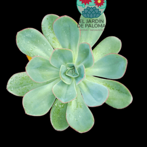 Echeveria "Green pacific (muy grande)