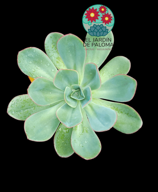 Echeveria "Green pacific (muy grande)