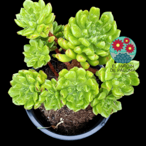 Echeveria Red lantern