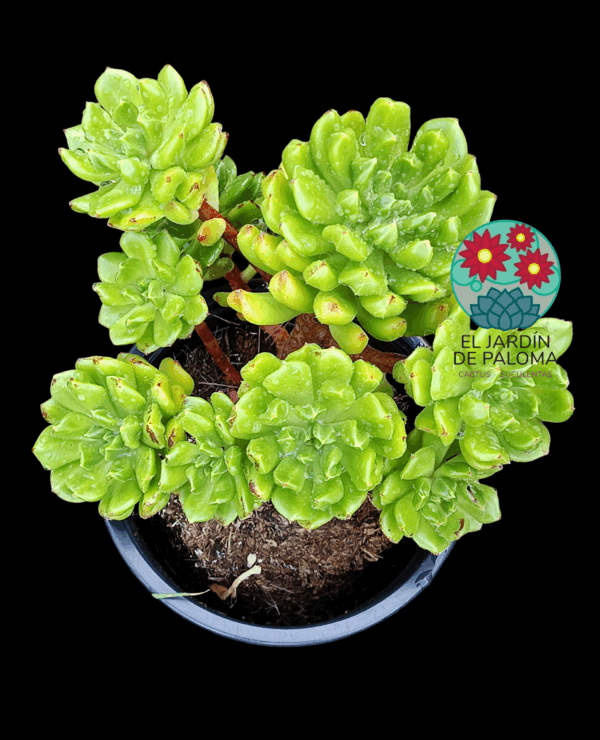 Echeveria Red lantern