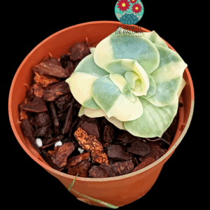 Graptoveria Lovely rose variegata (importación)