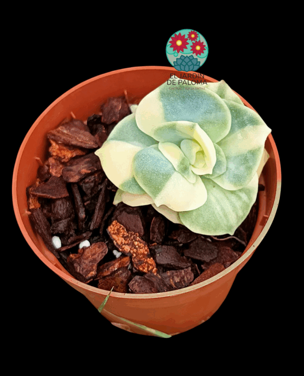 Graptoveria Lovely rose variegata (importación)