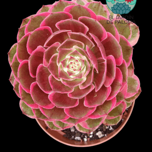 Aeonium Evening banquet variegata (importación, es grande)
