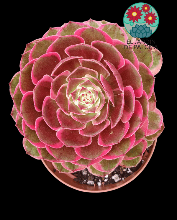 Aeonium Evening banquet variegata (importación, es grande)