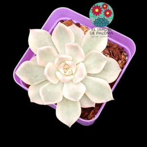 Graptoveria Pretty in pink variegata (importación)