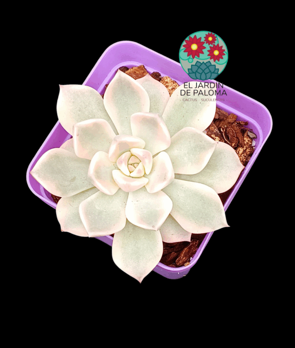 Graptoveria Pretty in pink variegata (importación)