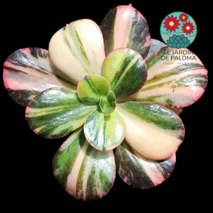 Echeveria Primadonna variegata