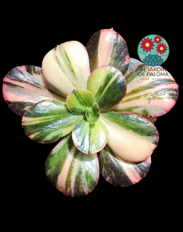 Echeveria Primadonna variegata