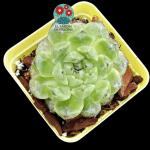 Echeveria "Black bean "(importación)