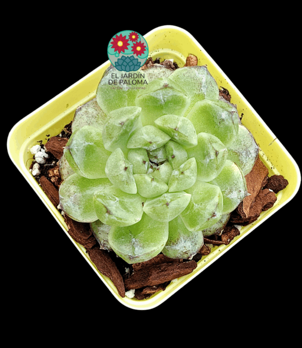 Echeveria "Black bean "(importación)