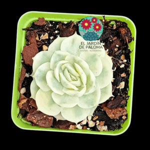 Echeveria Onslow variegata (importación)